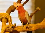 Rose kaketoe lutino split man, Dieren en Toebehoren, Vogels | Parkieten en Papegaaien, Mannelijk, Papegaai, Pratend