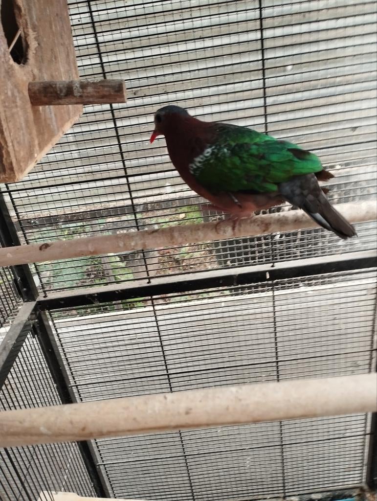 Koppel groenvleugelduiven, Dieren en Toebehoren, Vogels | Parkieten en Papegaaien