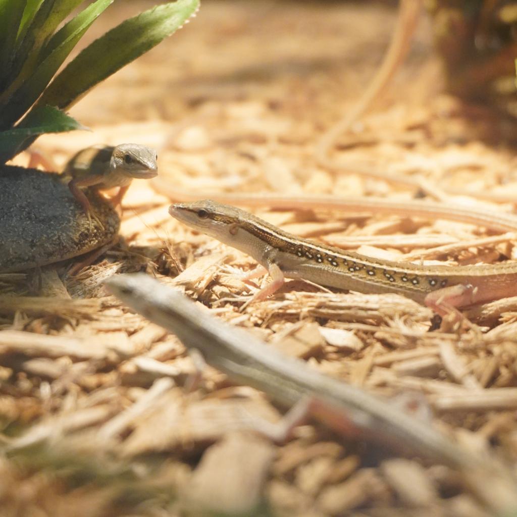 lézards à longue queue, Lézard, 0 à 2 ans