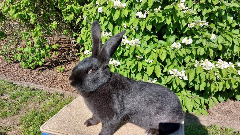 Reuzevlinder voedster, Dieren en Toebehoren, Konijnen, Groot, Vrouwelijk, 0 tot 2 jaar