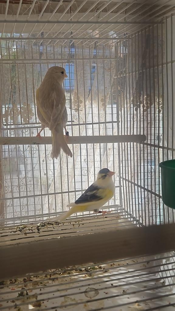 Canari, Animaux & Accessoires, Femelle