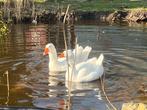 Koppel witte ganzen, Animaux & Accessoires, Volatiles