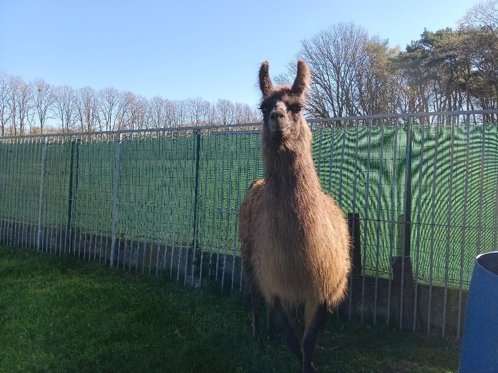 lama merrie, Dieren en Toebehoren, Juli
