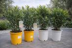 Nerium Oleander Potmaat 25 - geel en wit op voorraad, Enlèvement