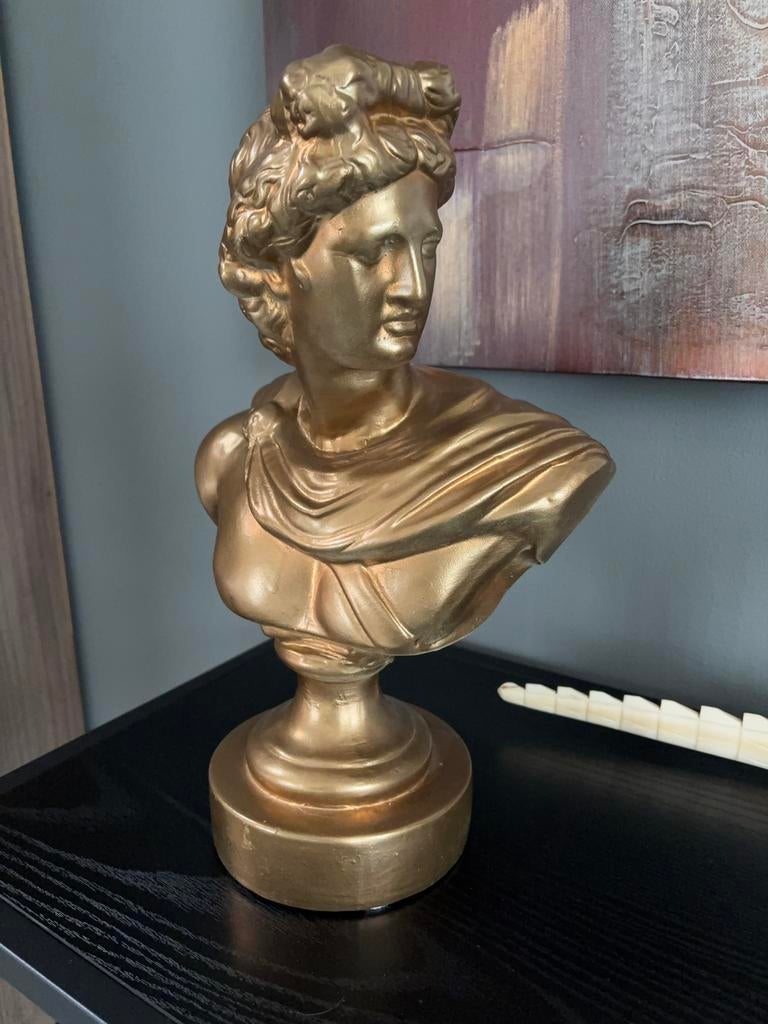 Borstbeeld havana, Ophalen, Zo goed als nieuw