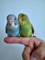 Grasparkieten melanistic bfbw splits, Dieren en Toebehoren, Vogels | Parkieten en Papegaaien