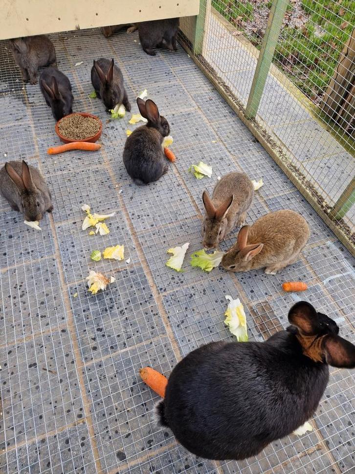 Vlaamse reus x tan konijnen, Animaux & Accessoires, Lapins
