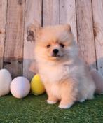 Chiot de Poméranie/Chiot de Poméranie/petit loulou, Loulou, Plusieurs, Hépatite contagieuse (maladie de Rubarth), Belgique