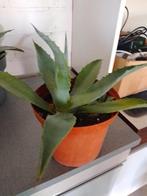 Agave Americana planten, Ophalen