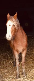 Verzorgpaard/pony, Dieren en Toebehoren, Ophalen