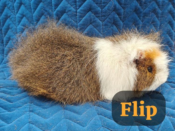 Cavia beertjes, Animaux & Accessoires, Rongeurs, Mâle, Cobaye, Septembre, Domestique