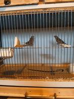 Bec argenté, Plusieurs animaux, Oiseau tropical, Bagué