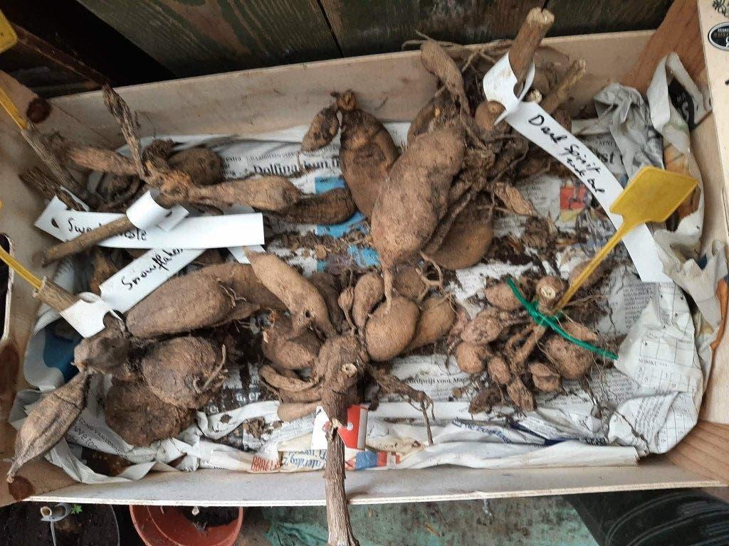 Dahlia knollen, Tuin en Terras, Ophalen, Voorjaar, Volle zon, Knol