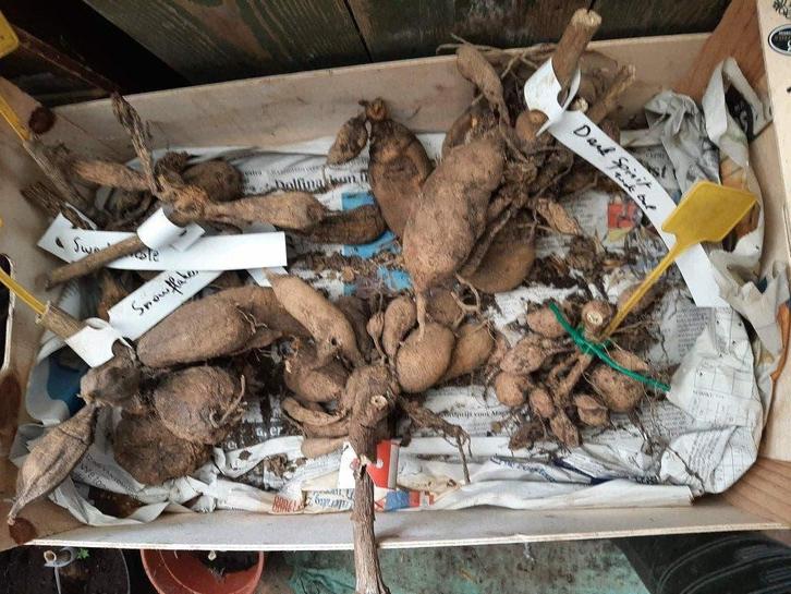 Dahlia knollen, Jardin & Terrasse, Bulbes & Semences, Oignon, Printemps, Plein soleil, Enlèvement