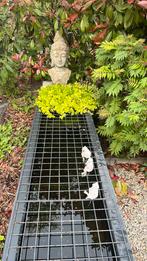 Gezocht goudvissen, Dieren en Toebehoren, Goudvis(sen)