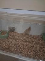 2 cailles mâles à vendre