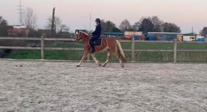 5 jarige haflinger merrie te koop, Dieren en Toebehoren, Paarden, Merrie, Zadelmak, Minder dan 160 cm, 3 tot 6 jaar, Recreatiepaard