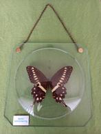 Papilio lormieri