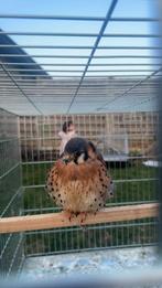 American Valk, Dieren en Toebehoren, Tam