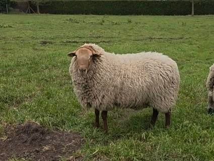 Ardense voskop, Dieren en Toebehoren, Mannelijk, Schaap, 0 tot 2 jaar