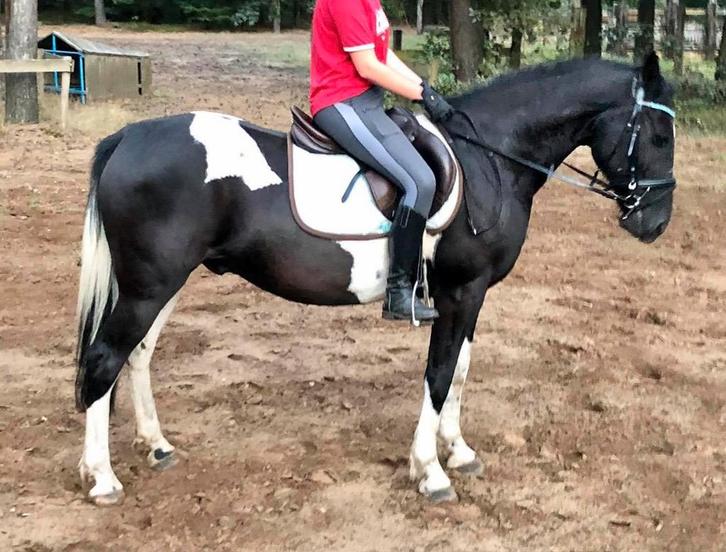 Knappe 14 jarige van 1,55 (materiaal erbij ), Dieren en Toebehoren, Paarden, Ruin