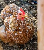 Broedeitjes te koop van onze cochin krieltjes