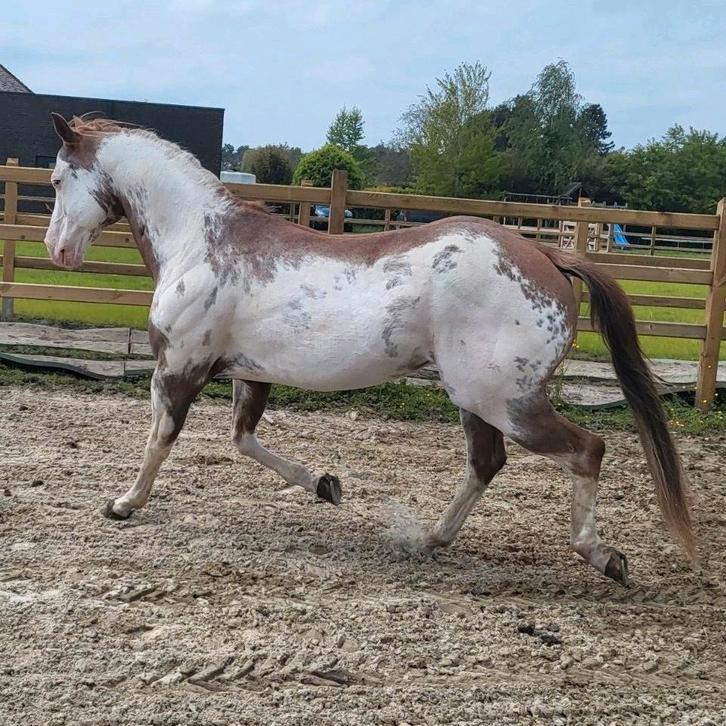 Bomproef hengst quarter, Animaux & Accessoires, Chevaux, Étalon