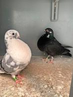 Canario kroppers, Dieren en Toebehoren, Vogels | Duiven, Meerdere dieren, Kropper