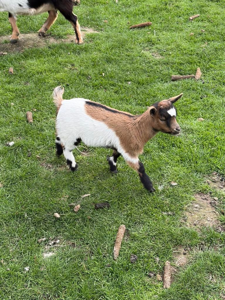 Jong mieke, Dieren en Toebehoren, Schapen, Geiten en Varkens