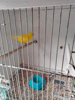 Gele kanarie man van 14/06/25 geringd goede zanger., Dieren en Toebehoren, Vogels | Kanaries