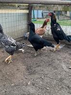 Broed eieren shamo, Dieren en Toebehoren, Pluimvee