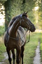 Liefste recreatie paard te koop, Dieren en Toebehoren, Paarden, Z, Recreatiepaard, 11 jaar of ouder