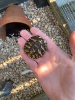 1 nakweek 2024, Dieren en Toebehoren, Reptielen en Amfibieën, Schildpad, 0 tot 2 jaar