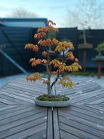 Bonsaï Acer palmatum 'Katsura', Enlèvement ou Envoi, Printemps