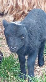 Sem, een enthousiast Ouessant ram lam, Dieren en Toebehoren, Mannelijk, Schaap, 0 tot 2 jaar