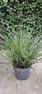 Fascicularia Bicolor, Tuin en Terras, Planten | Tuinplanten, Ophalen