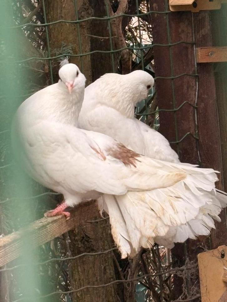 Witte duivin, zwart koppel & Amerikaanse pauwstaart doffer, Dieren en Toebehoren, Vogels | Duiven, Overige soorten, Meerdere dieren