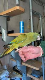Ara maracana eam, Mâle, Perroquet, Domestique