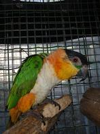 Couple caique, Plusieurs animaux, Perroquet, Bagué