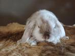 Koppeltje. Nhd/minilop, Dieren en Toebehoren, Konijnen, Meerdere dieren, Dwerg, Hangoor, 0 tot 2 jaar