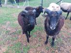 2 jonge ouessant rammetjes, Dieren en Toebehoren, Schapen, Geiten en Varkens, Mannelijk, Schaap, 0 tot 2 jaar
