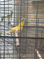 Man 2024, Dieren en Toebehoren, Vogels | Kanaries
