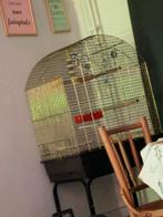 Dwergpapegaai +kooi, Dieren en Toebehoren, Ophalen, Zo goed als nieuw