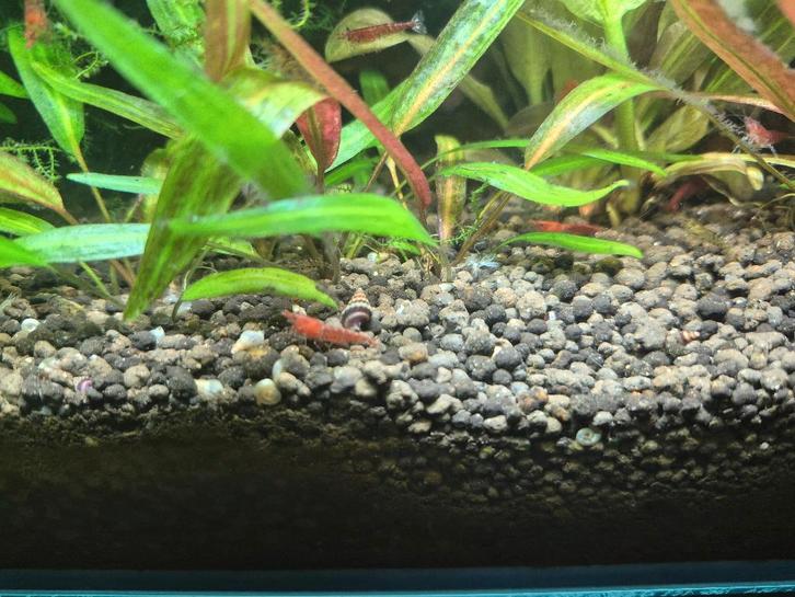 Helena-slakken (Anentome helena) — Slakkeneters, Dieren en Toebehoren, Vissen | Aquariumvissen, Zoetwatervis