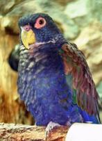 Vogel opvang, Geringd