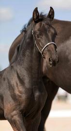 Luxe Fries merrieveulen, Dieren en Toebehoren, Paarden, Merrie, 0 tot 2 jaar, 160 tot 165 cm, Onbeleerd