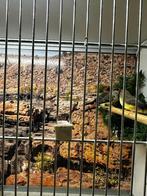 Tijgervinken 2/1, Dieren en Toebehoren, Meerdere dieren, Tropenvogel