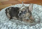 franse bulldog pups, België, Reu, 8 tot 15 weken, CDV (hondenziekte)