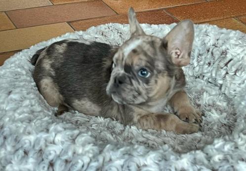 franse bulldog pups, Dieren en Toebehoren, Honden | Bulldogs, Pinschers en Molossers, Reu, Bulldog, Fokker | Professioneel, Meerdere