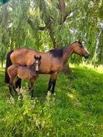 Hengstveulen Kassanova de la Pomme x Balou du Rouet, Dieren en Toebehoren, Paarden, Springpaard, Gechipt, 0 tot 2 jaar, Hengst